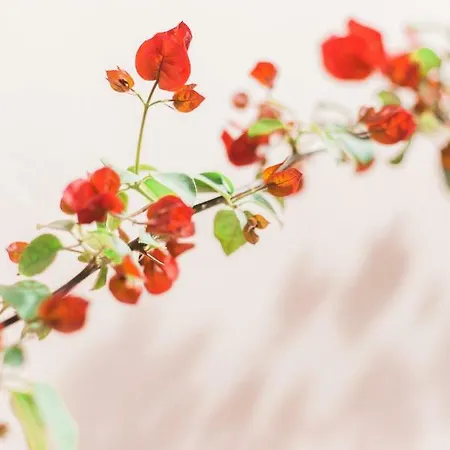 公寓 Afroditi Pansion Áyios Nikítas