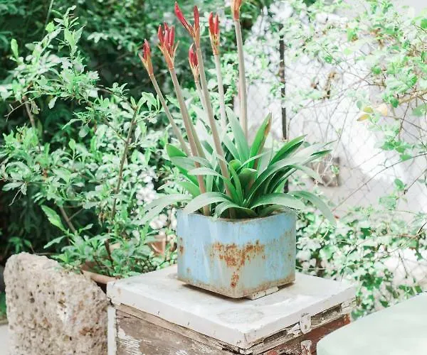 Afroditi Pansion דירה