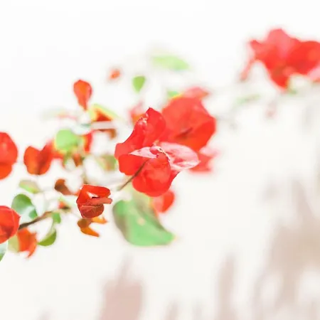 Afroditi Pansion Άγιος Νικήτας