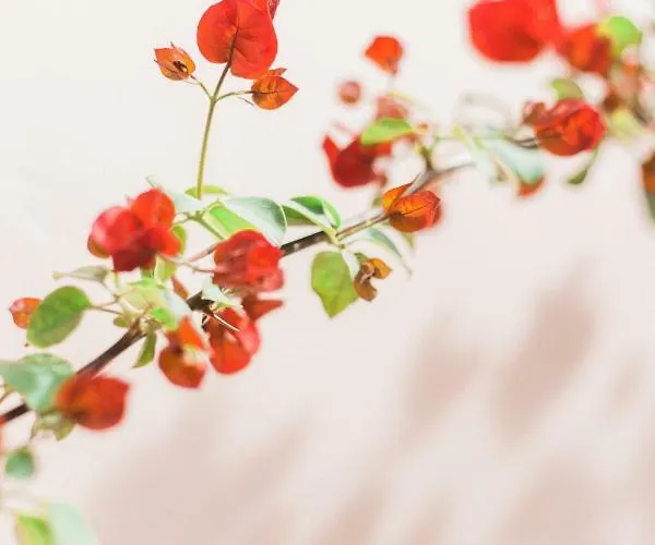 Lägenhet Afroditi Pansion Áyios Nikítas