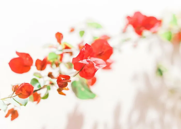 Afroditi Pansion Agios Nikitas